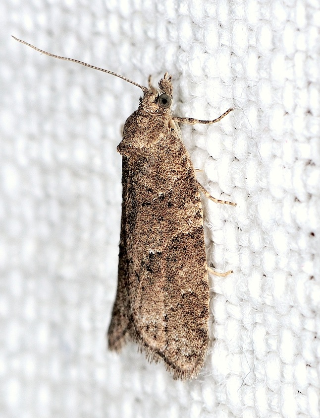 Tortricidae N. 12